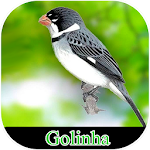 Cover Image of Baixar Song of Meu Golinha  APK