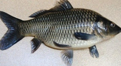 The Secret Of The Accurate Fis