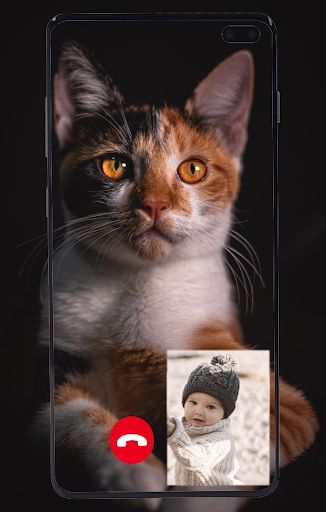 Cat Fake Video Call prank Screen 2