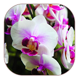 White Orchid Live Wallpaper icon