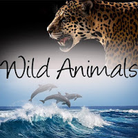 Wild Animals Documentary