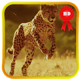 Slowmo Running Cheetah LWP icon