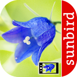 Blumen Id Automatik + Fotoerkennung für Wildblumen icon