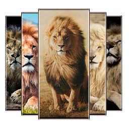 Icon image Lion Wallpaper