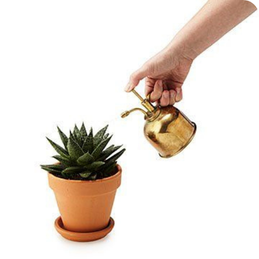 Creative Succulents Ideas logo