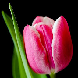 图标图片“Tulip Wallpapers”