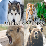 Animals Sounds and Names icon