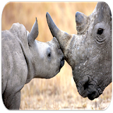Rhinocéros sounds icon