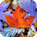 Fall 3D Live Wallpaper - Androidアプリ