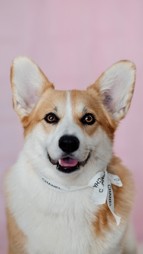 Corgi Wallpaper Screen 3