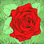 Picking Rose
