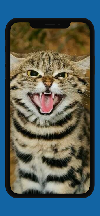 صوت قطة شرسة عالي - 9.8 - (Android)