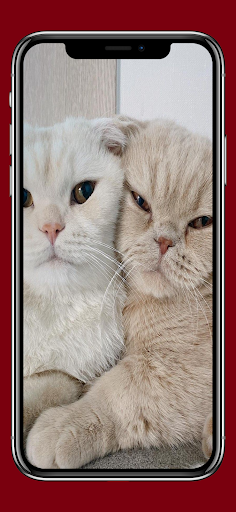 cute cat wallpaper Screen 3