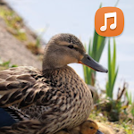 Cover Image of Download Duck Sounds App 2.0 APK