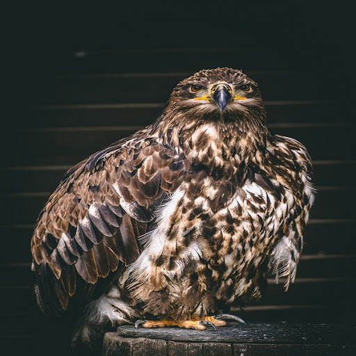 Hawk Sounds Screen 2