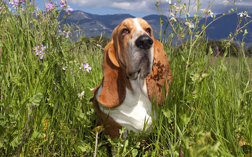 Android application basset hound dog wallpaper HD screenshort