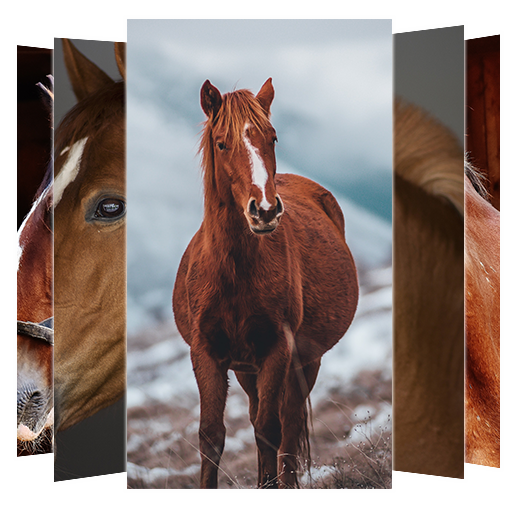 Horse Wallpapers Install on Windows