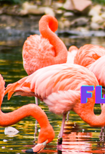 The Flaminggo Picture Puzzle
