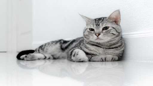 American Shorthair Wallpapers