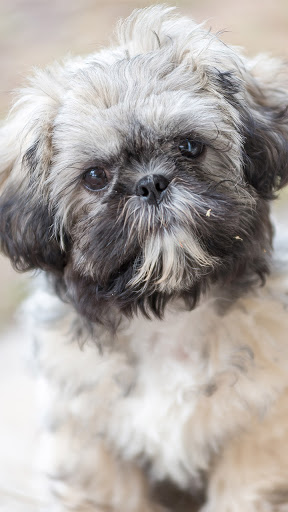 Android application shih tzu dog wallpaper screenshort