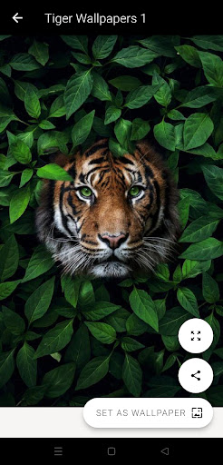 Tiger Wallpapers