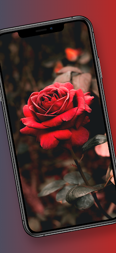 Rose Floral Wallpapers