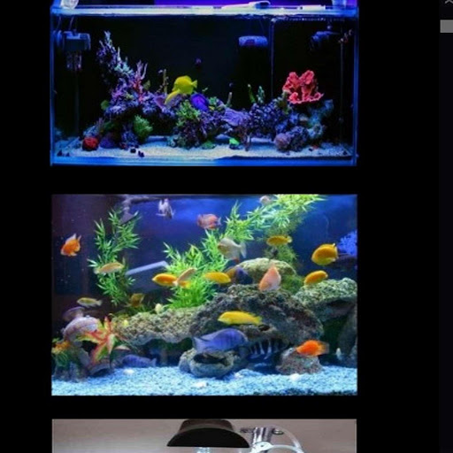 ornamental fish aquarium desig
