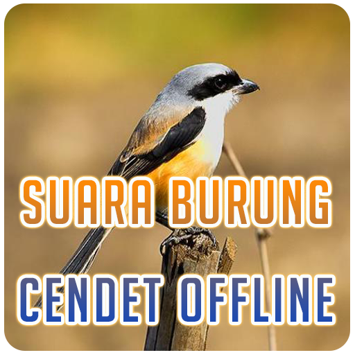 Suara Burung Cendet Offline