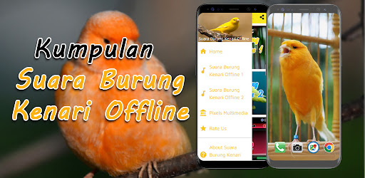 Suara Burung Kenari Offline