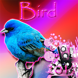 Bird Ringtones 2017 icon