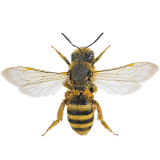 Bee simulator icon