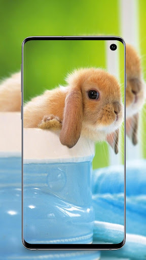 Android application cute animals wallpaper screenshort