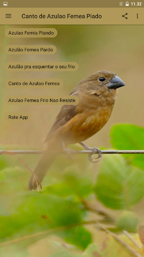 Canto de Azulao Femea Piado