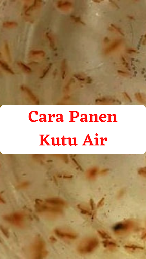 Cara Usaha Budidaya Kutu Air 2