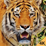 Cover Image of Télécharger Tiger 4k wallpaper  APK