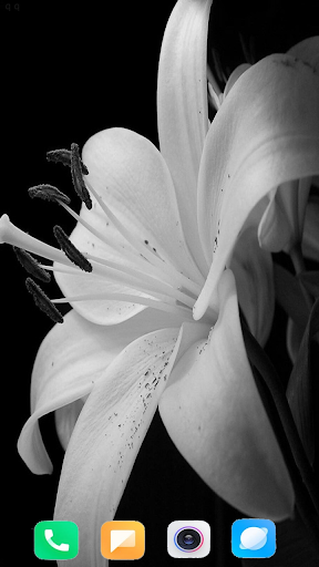 Black  White Flower Wallpaper
