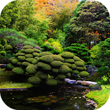 Koi Zen Garden Live Wallpaper icon