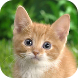 Cats Wallpapers Backgrounds icon