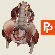 Female Pelvis: 3D RT - Sub