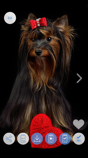 Dogs Cool Wallpapers Screen 3