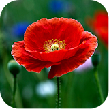 Poppy Flower Wallpapers icon
