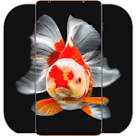Cover Image of Download Fish Wallpaper HD  APK
