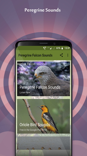 Android application Peregrine Falcon Sounds screenshort