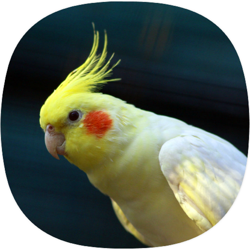 Cockatiel Sounds logo