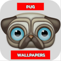 Pug puppies - Pug HD wallpapers for free - Puppies