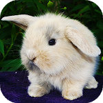 Cover Image of Download Rabbit Wallpaper: backgrounds hd 4.0 APK
