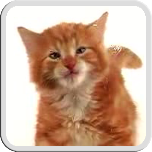 CAT LICKS LIVE WALLPAPER FREE 1.1 Icon