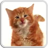 CAT LICKS LIVE WALLPAPER FREE icon