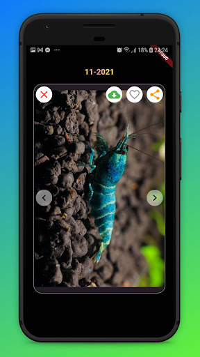 Shrimp Crayfish Wallpapers