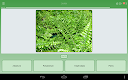 screenshot of Quiz: Flowers, Plants